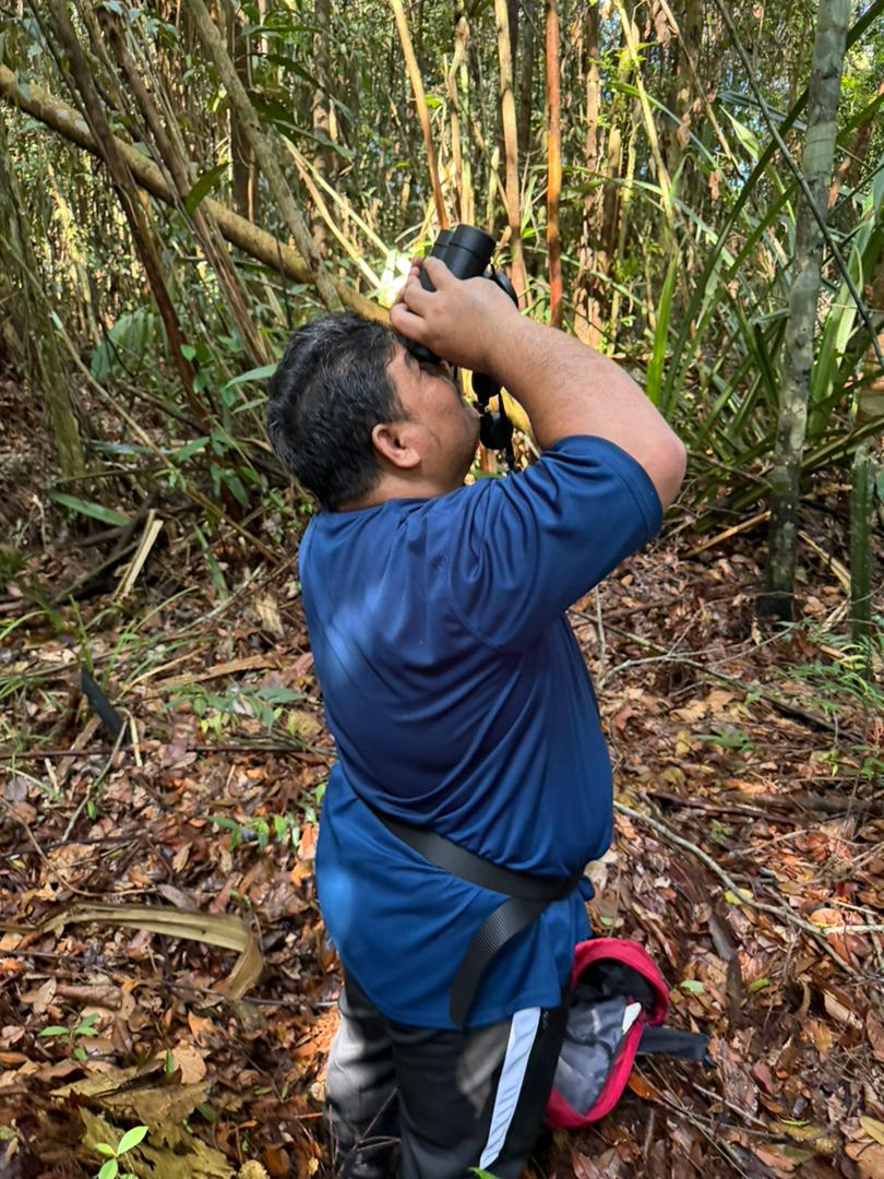 Field researcher observing the forest canopy through binoculars