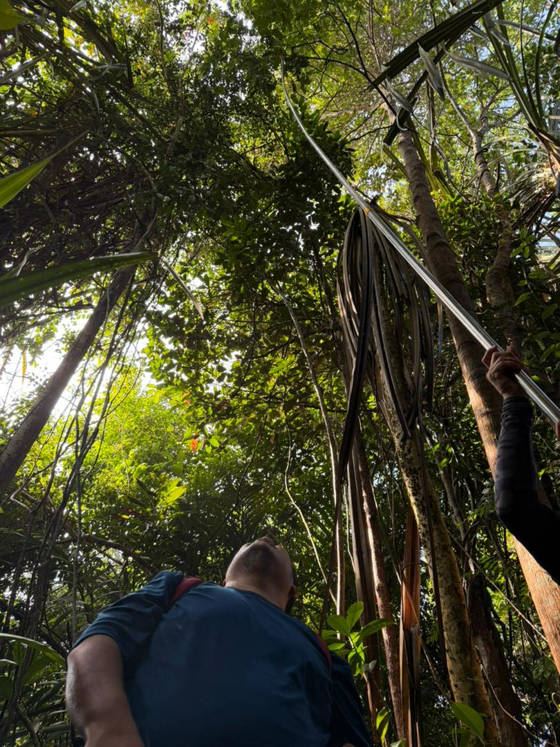 Field team extending survey equipment into the tropical forest canopy