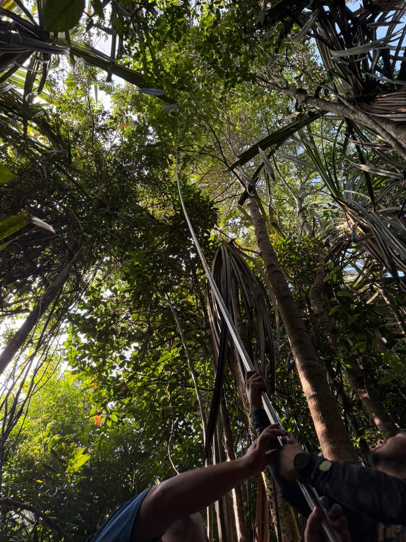 Environmental consultants conducting an overhead canopy survey