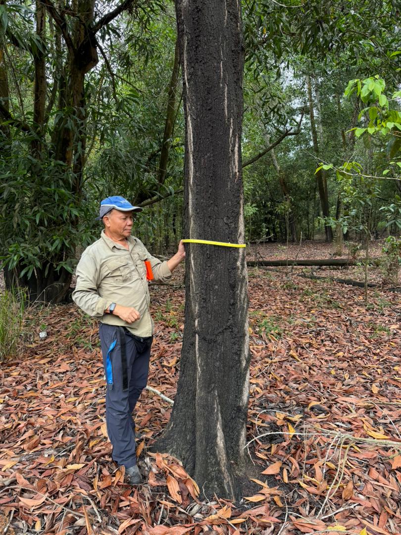 Forestry specialist recording a tree measurement in a tropical forest