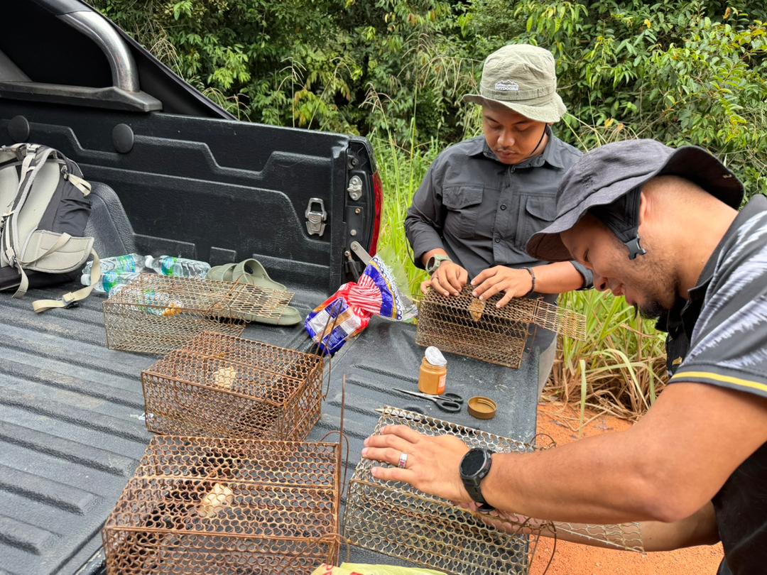 Field researchers securing wildlife survey traps beside a pickup truck