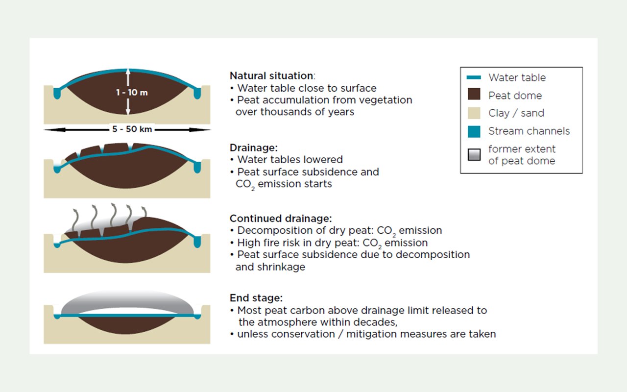 Maludam National Park Peat and Hydrology Study