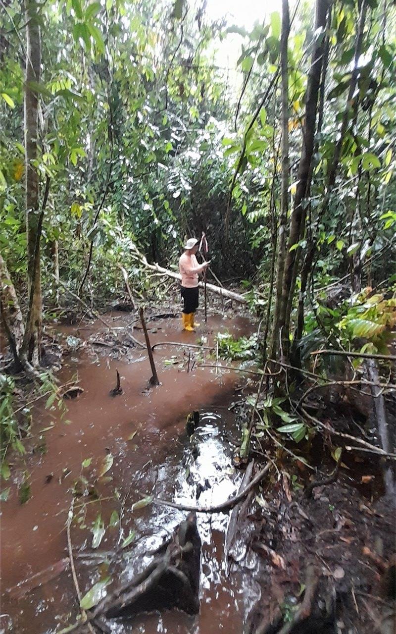 Sri Aman Rural Road Flora and Hydrology Studies